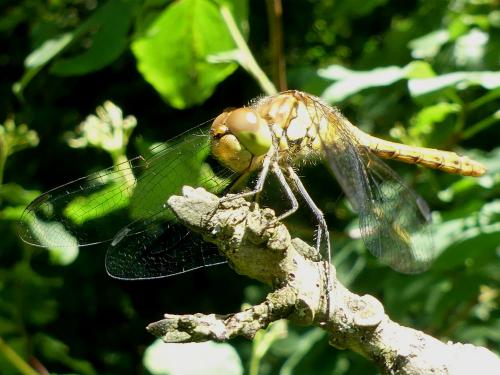 Sympetrum striolatum